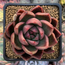 Echeveria Agavoides 'Arabesque' 3" Succulent Plant