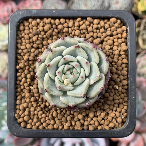 Echeveria 'Sarahime' 1" Small Succulent Plant