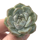 Echeveria 'Snow Bunny' 1" Powdery Succulent Plant