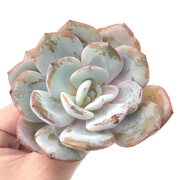 Echeveria 'Cream Tea' Powdery 4" Succulent Plant