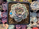 Echeveria 'Red Velvet' 2" Powdery Succulent Plant