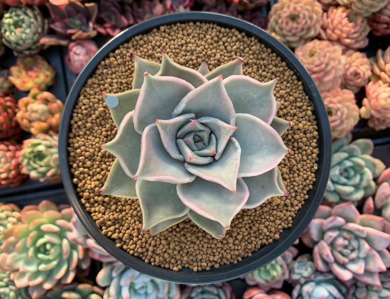 Echeveria 'Madiba' 4"-5" Succulent Plant