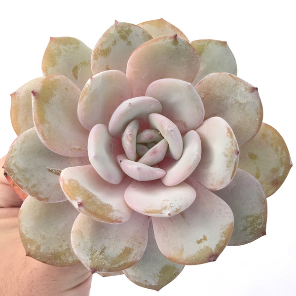 Echveria 'Cream Tea' 5" Powdery Succulent Plant