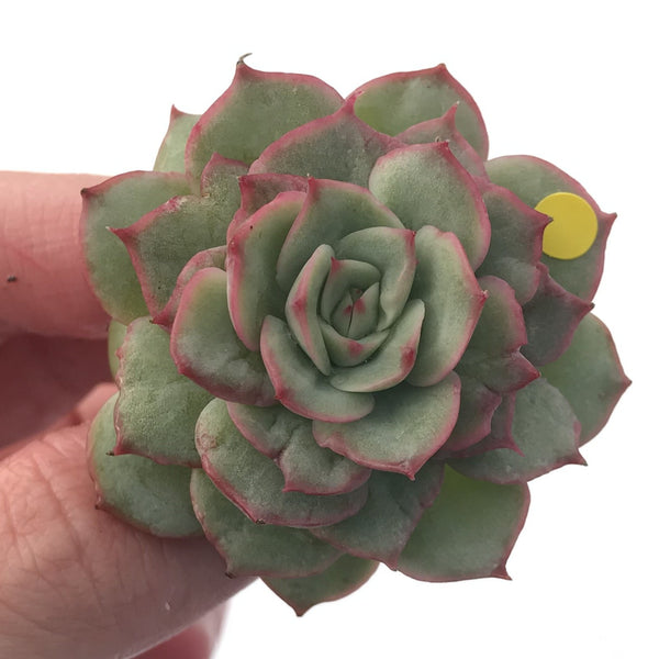 Echeveria ‘Ice Love’ Variegated 2” Succulent Plant