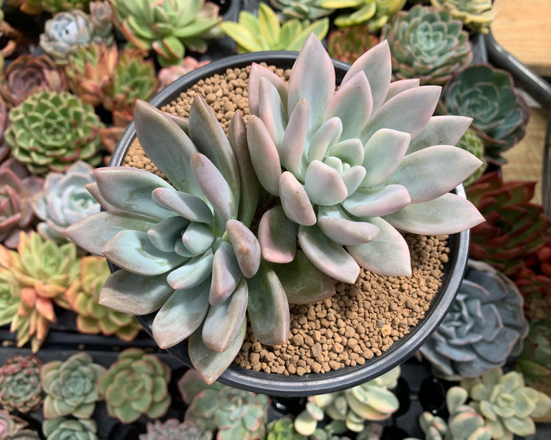 Graptoveria 'Opalina' Variegated 5" Succulent Plant