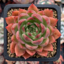 Echeveria Agavoides 'Angela Star' 3" Succulent Plant