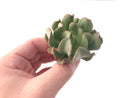 Echeveria 'Black Hawk' 2"-3" Succulent Plant