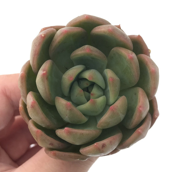 Echeveria Agavoides 'Chimera' 2" Succulent Plant