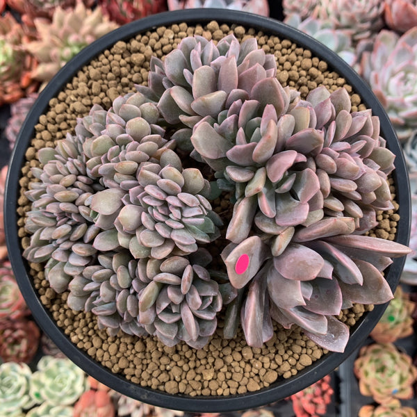 Graptoveria 'Debbie' Crested 5" Succulent Plant