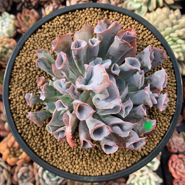 Echeveria 'Trumpet Pinky' 5" Succulent Plant