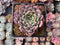 Echeveria 'Jackal' 2"-3" Powdery Succulent Plant