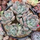 Pachyphytum 'Mureleri' 5" Cluster New Hybrid Succulent Plant