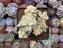 Graptoveria 'Titubans' Variegated 4" Cluster Succulent Plant