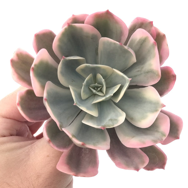 Echeveria 'Secunda' Variegated 5" Large Succulent Plant