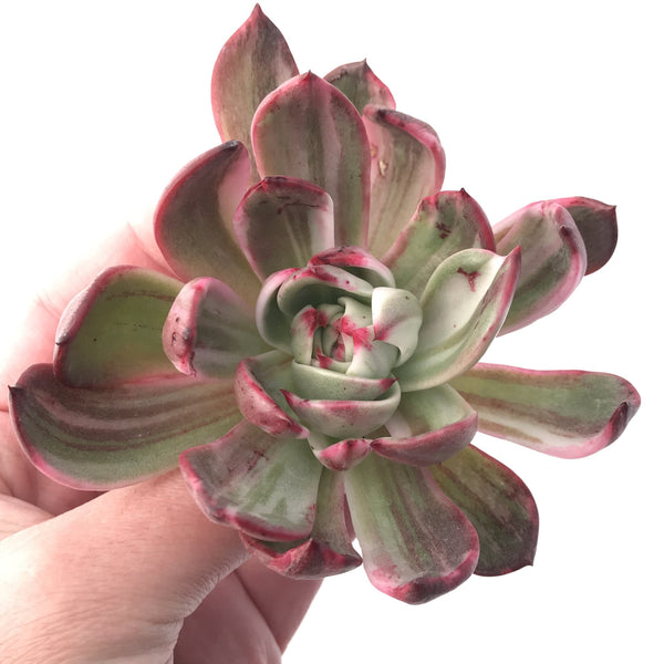 Echeveria Agavoides 'Star Boss' Variegated 4" Succulent Plant