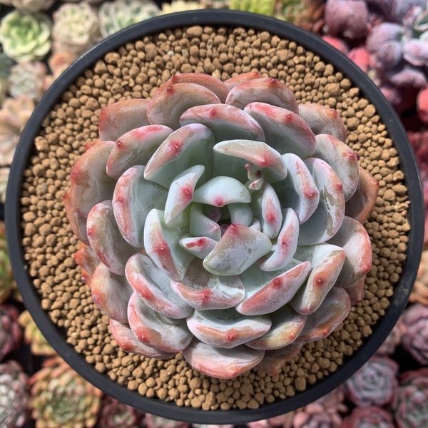 Echeveria 'Orange Monroe' 4" Succulent Plant