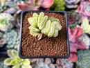 Haworthia Truncata Variegated 1"-2" Succulent Plant