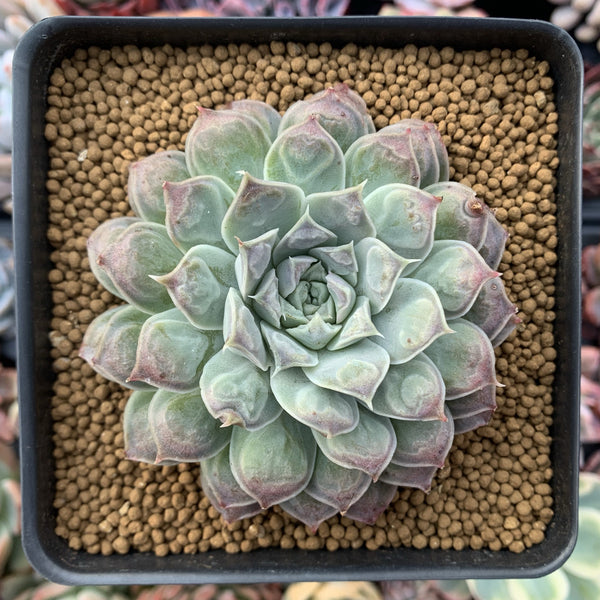 Echeveria 'Hearts Choice' 3"-4" Succulent Plant