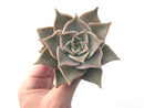 Echeveria 'Madiba' 3" Succulent Plant