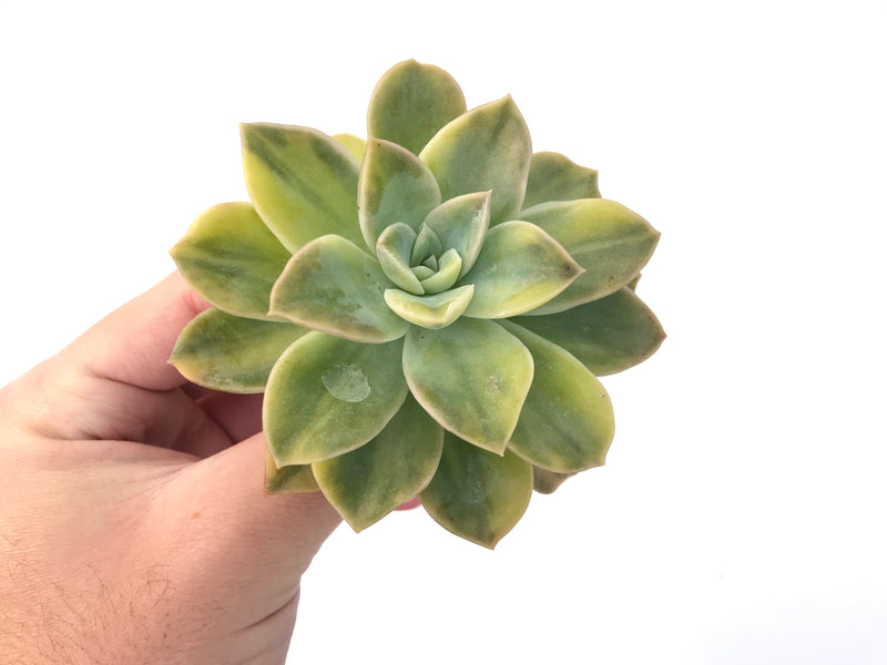 Graptoveria 'Harry Watson' Variegated 4" Succulent Plant