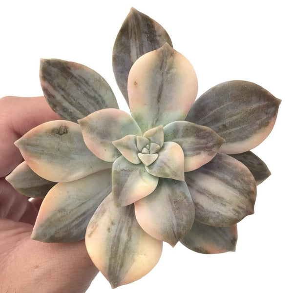 Quetzalcoatlia 'Pentandra Superba' Variegated 3" Succulent Plant (Formerly Graptopetalum 'Pentandrum Superbum' Variegated)