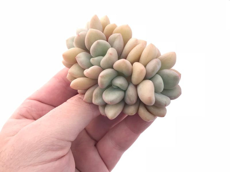 Echeveria White Americano Cluster 3” Rare Succulent Plant