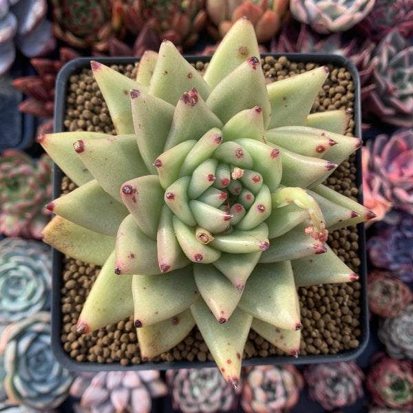 Echeveria Agavoides 'Maria' 5" Succulent Plant