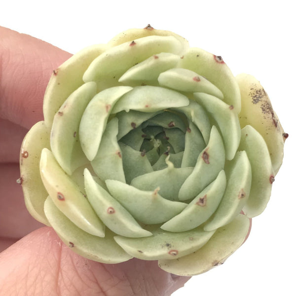 Echeveria sp. 1" Seedling Rare Succulent Plant