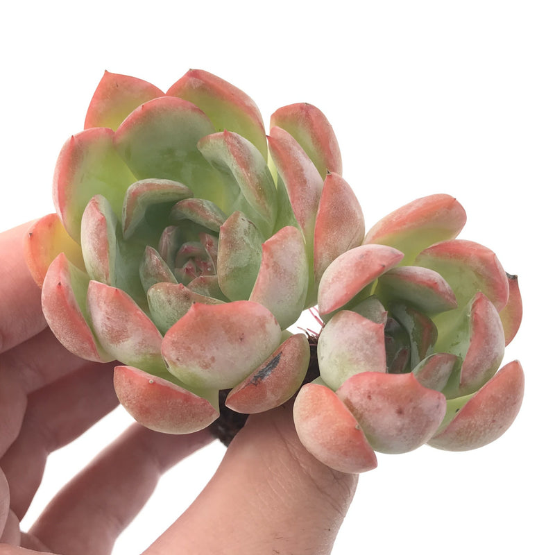 Echeveria sp. 3" Succulent Plant