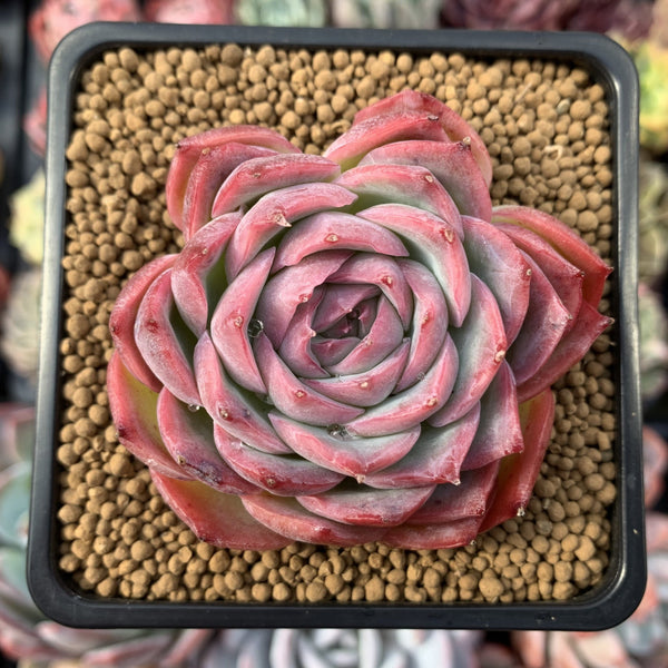 Echeveria 'Silhouette' 3" Succulent Plant