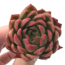 Echeveria Agavoides 'Prolifera' 2"-3" Rare Succulent Plant