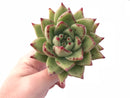 Echeveria Agavoides Maria 4” Rare Succulent Plant