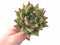 Echeveria Agavoides Maria 4” Rare Succulent Plant