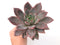 Echeveria Agavoides ‘Baekya’ 6" Extra Large Succulent Plant