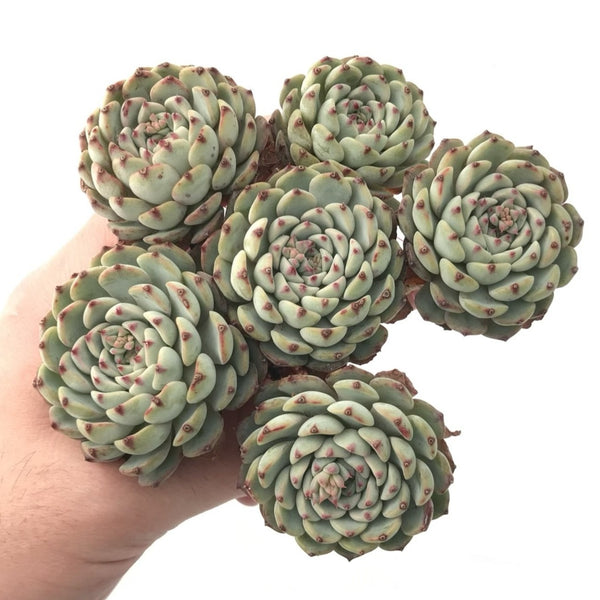 Echeveria 'White Minima' Cluster 6" Large Succulent Plant