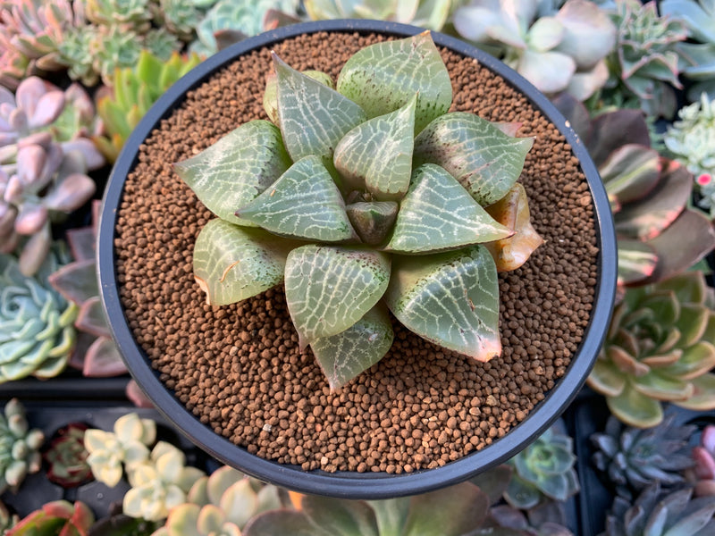 Haworthia Comptoniana Hybrid 3"-4" Succulent Plant