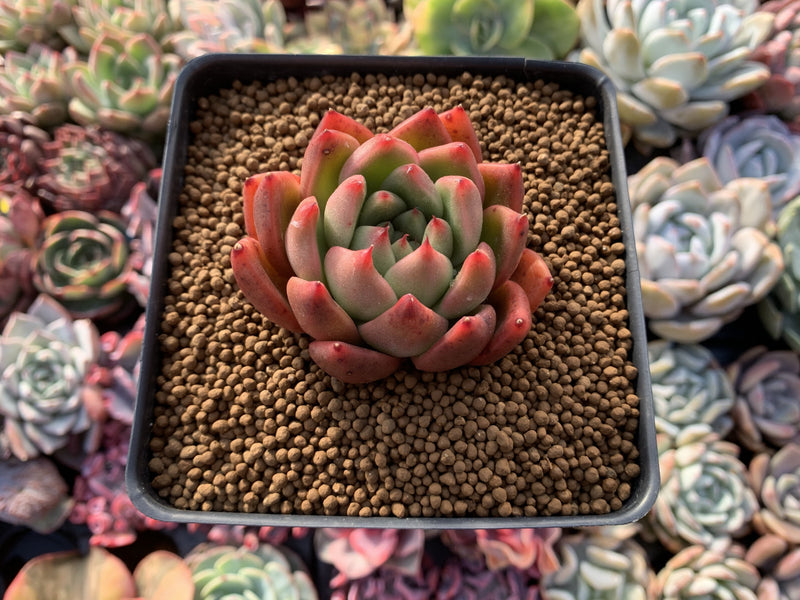 Echeveria Agavoides 'Alvaroz' 2" Succulent Plant