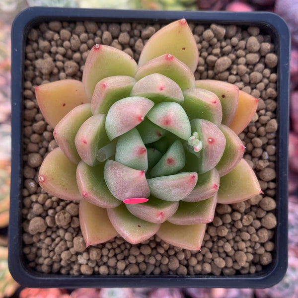 Echeveria Agavoides 'Timothy' 2"-3" Succulent Plant