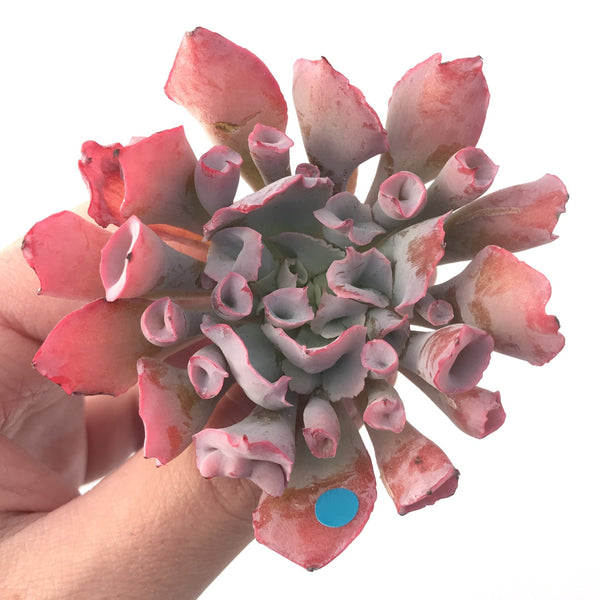 Echeveria 'Trumpet Pinky' 3" Succulent Plant