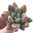 Graptoveria 'Ruby Donna' 2" Succulent Plant