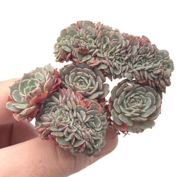 Echeveria 'Tuxpan' Crested Cluster 3" Rare Succulent Plant