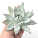 Echeveria 'Colorata' 5" Powdery Succulent Plant