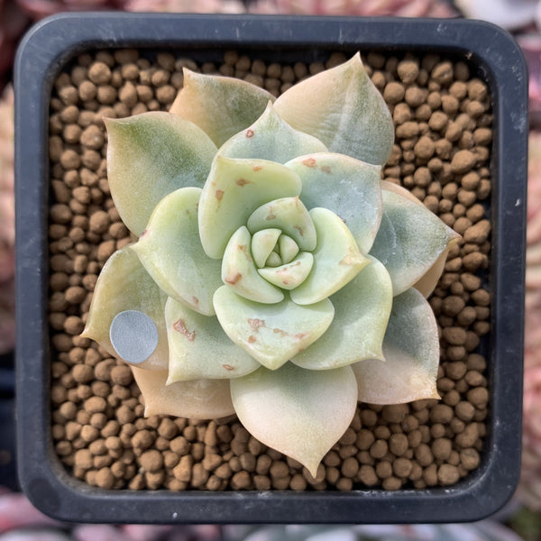 Echeveria 'Hakubotan' Variegated 1"-2" Succulent Plant