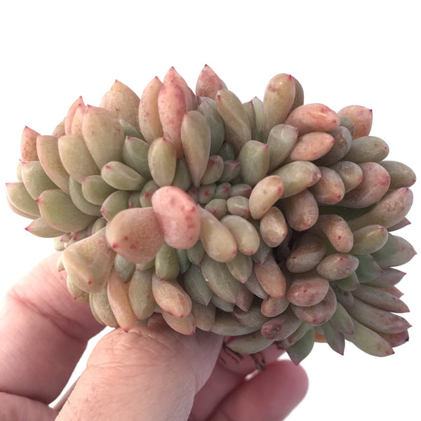 Echeveria 'Ariel' Crested Cluster 2"-3" Succulent Plant