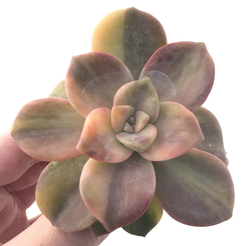 Graptopetalum Purple Delight Variegated 3"-4" Rare Succulent Plant