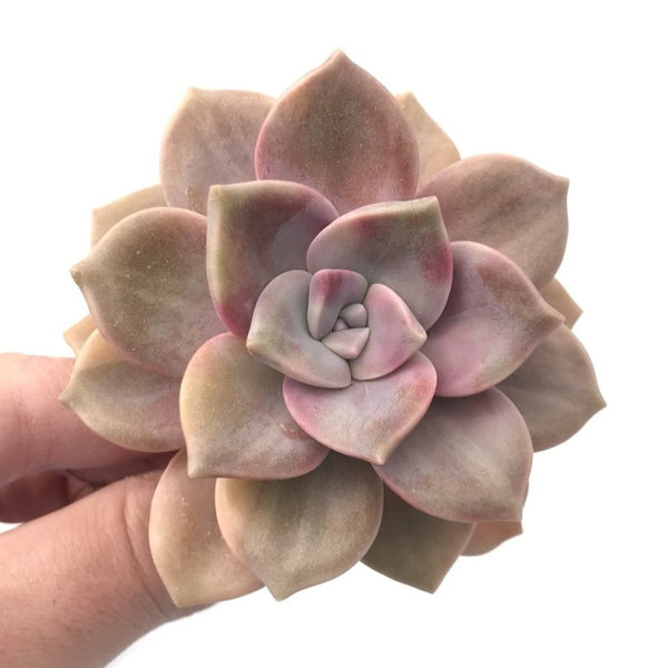 Graptoveria 'Purple Delight’ Variegated 3" Rare Succulent Plant