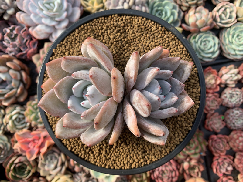 Echeveria 'Ivory' Double Headed Cluster 4"-5" Powdery Succulent Plant