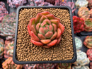 Echeveria Agavoides 'Cagliari' 1" Succulent Plant