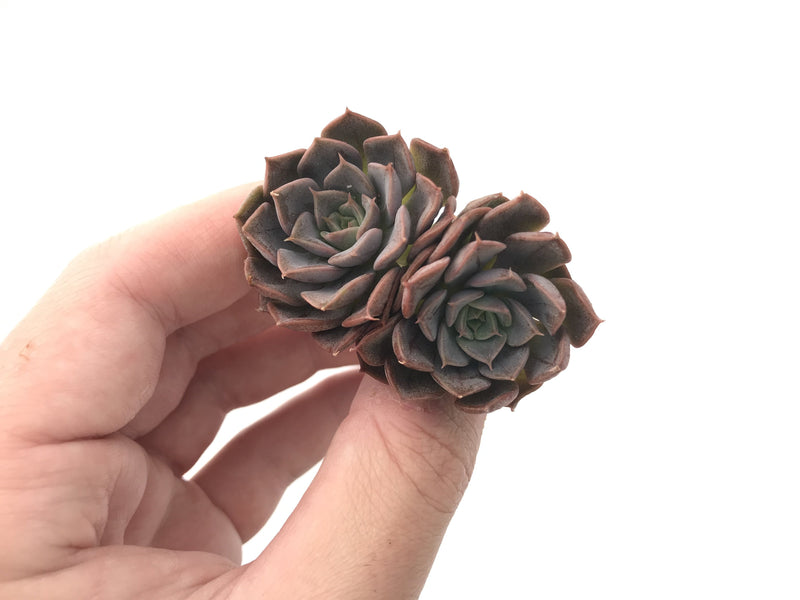 Echeveria 'Maroon Hill' Small 1"-2" Succulent Plant