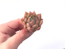 Echeveria Agavoides 'Timmo' 1" Rare Succulent Plant